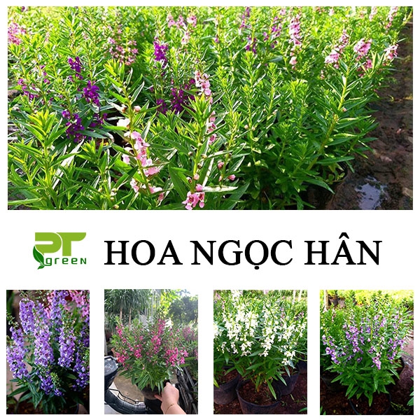 Hoa Ngọc hân | Cách chăm sóc cây hoa Ngọc hân
